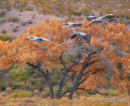 Incoming Cranes_72843.jpg - Sandhill Cranes (Grus canadensis) photographed in the Bosque del Apache National Wildlife Refuge near San Antonio, New Mexico USA. 